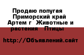 Продаю попугая. - Приморский край, Артем г. Животные и растения » Птицы   